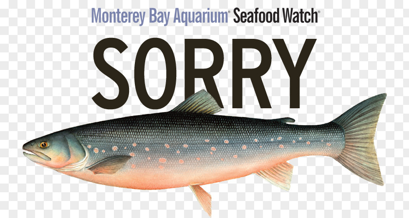 Monterey Aquarium Sardine Salmon Fish Products Oily Trout PNG