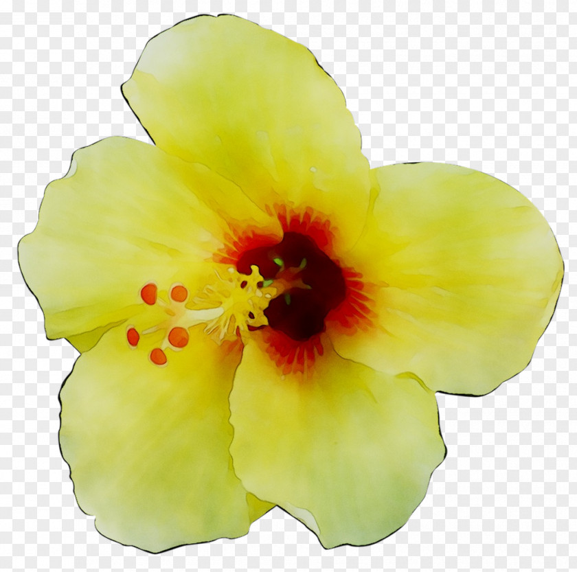 Rosemallows Yellow Herbaceous Plant Plants PNG