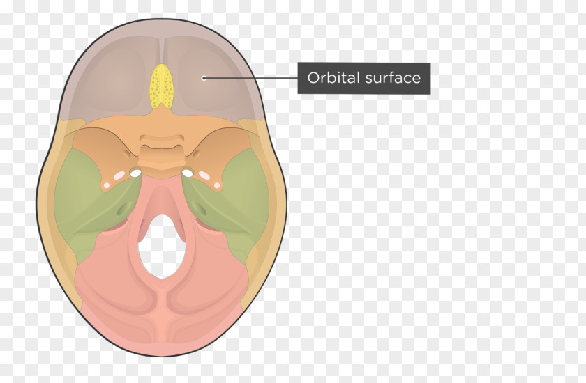 Skull Orbital Part Of Frontal Bone PNG