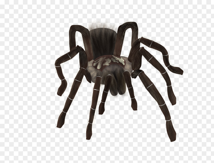 Spider Tarantula PNG