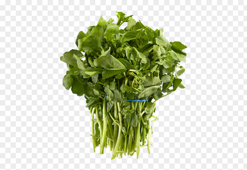 Vegetable Parsley Coriander Herb Spice Garnish PNG