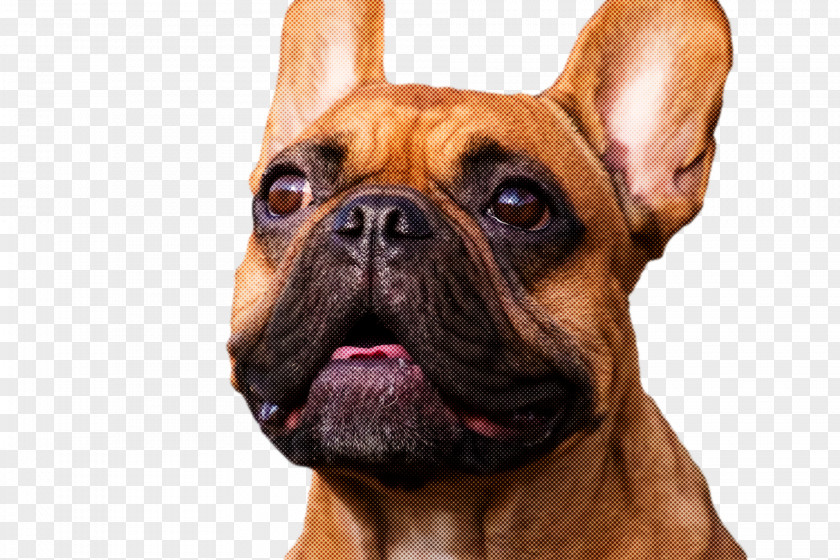 French Bulldog PNG