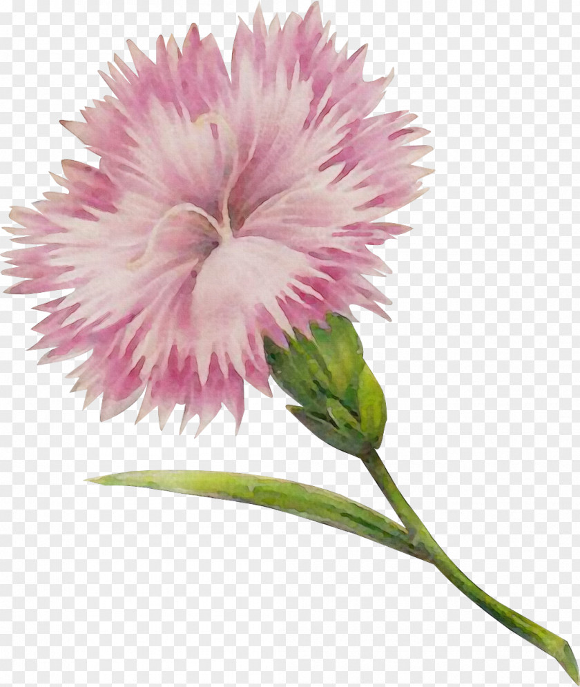 Pink Family Carnation Flower Flowering Plant Petal PNG