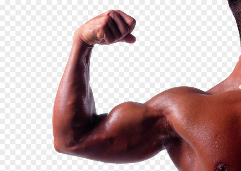 Robust Muscle Arm Biceps Triceps Brachii Brachialis PNG