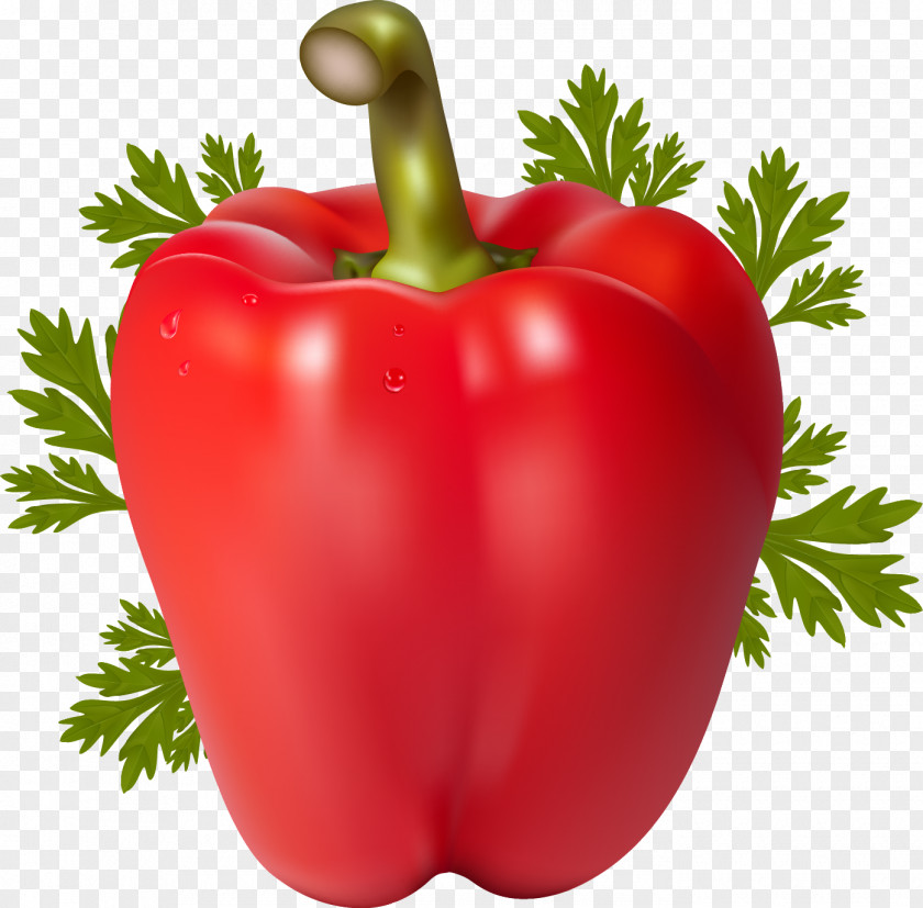 Tomato Chili Pepper Bell Vegetable Peppers PNG
