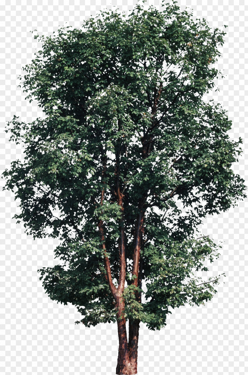 Tree Sycamore Maple Oak Shrub PNG