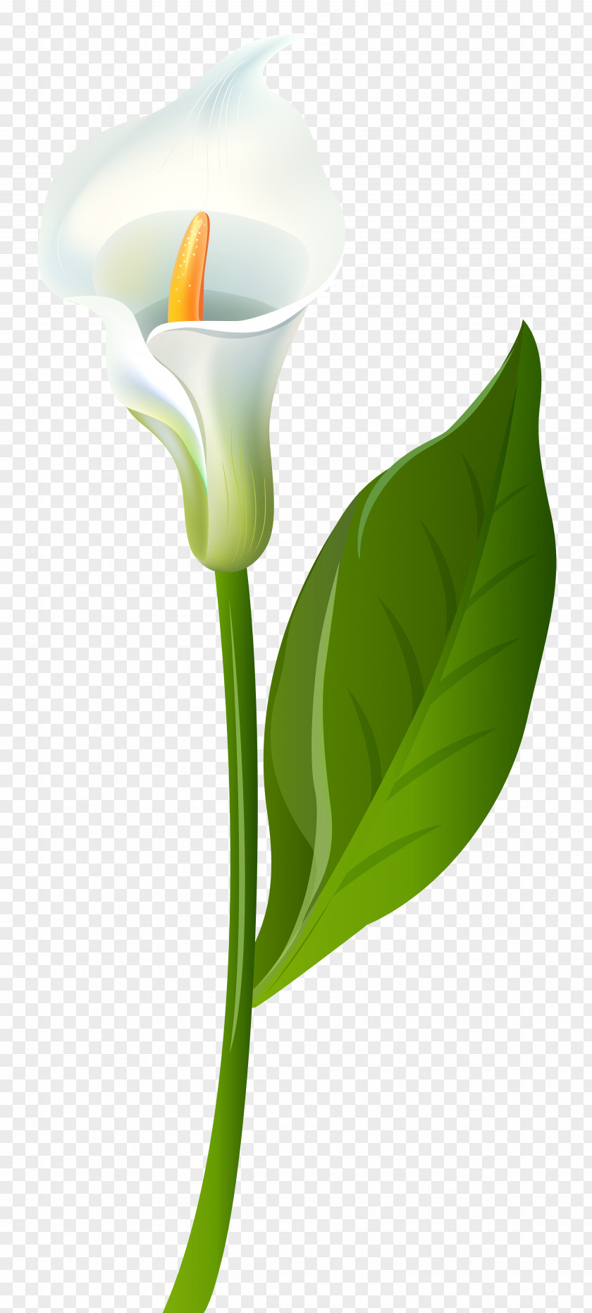 Calla Lily Transparent Clip Art Image Leaf Flower Plant Stem Green PNG