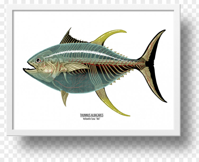 Fish Mackerel Yellowfin Tuna Swordfish Art PNG