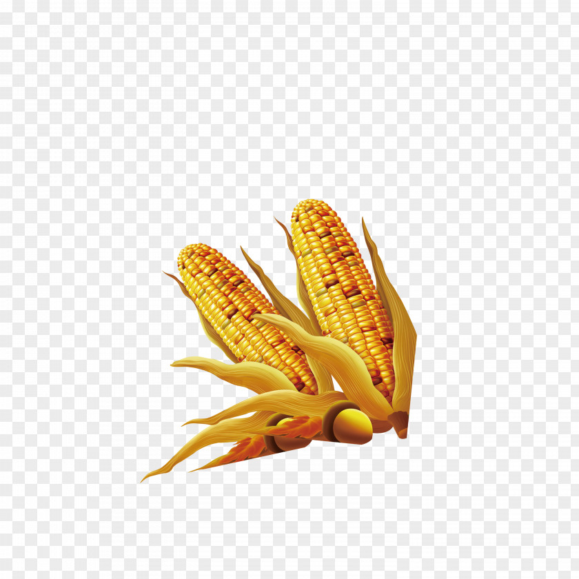 Golden Corn Maize PNG