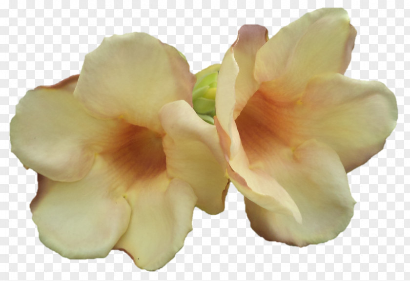 Jagannath Petal Cut Flowers PNG