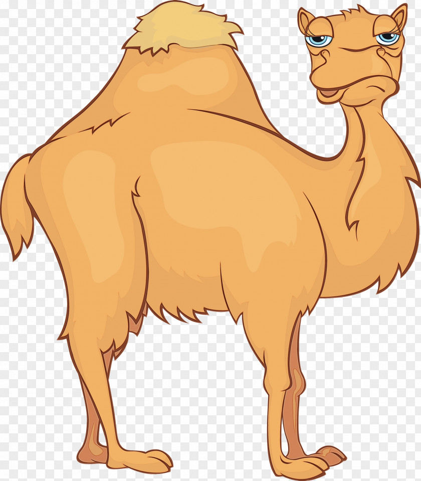 Livestock Terrestrial Animal Camel Camelid Arabian Bactrian Cartoon PNG