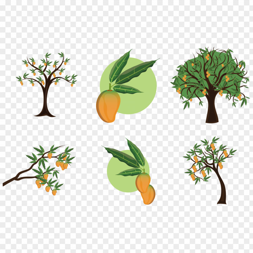 Vector Fresh Mango Mangifera Indica Tree Clip Art PNG