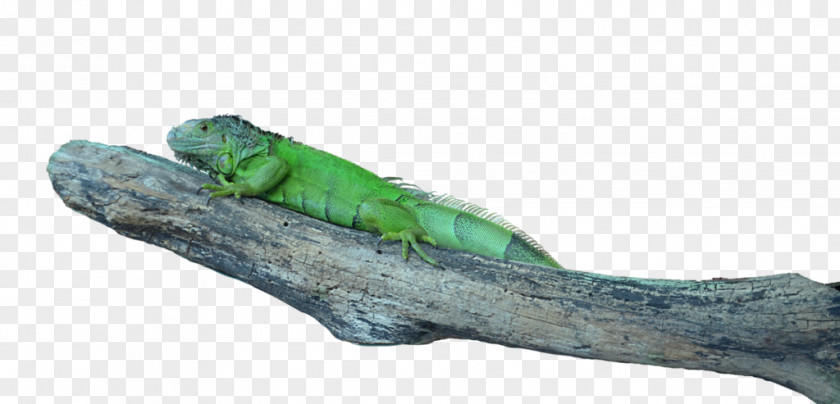 Lizard Common Iguanas Image Transparency PNG