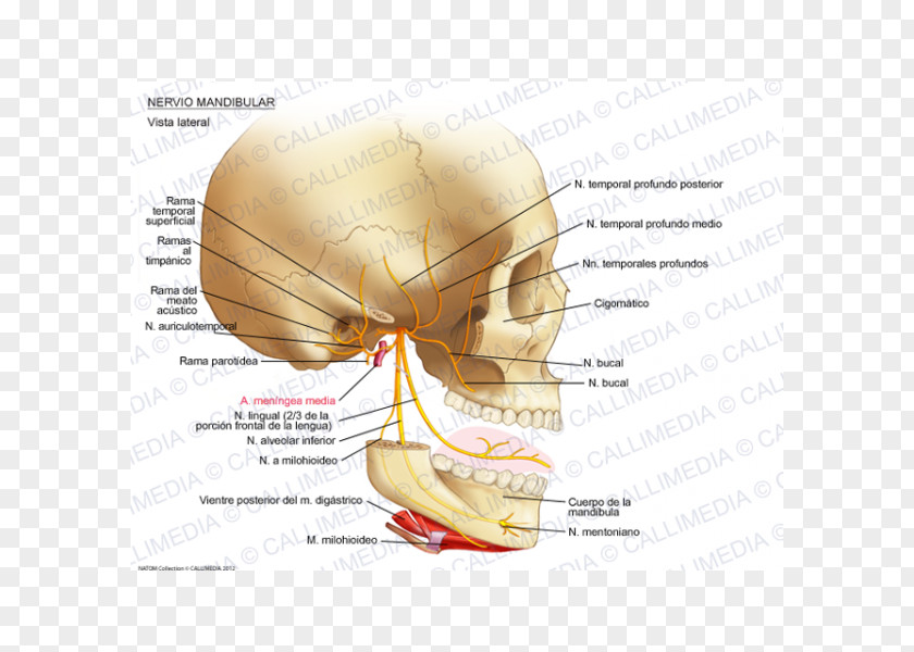Superficial Temporal Nerve Mandibular Auriculotemporal Anatomy Infraorbital PNG
