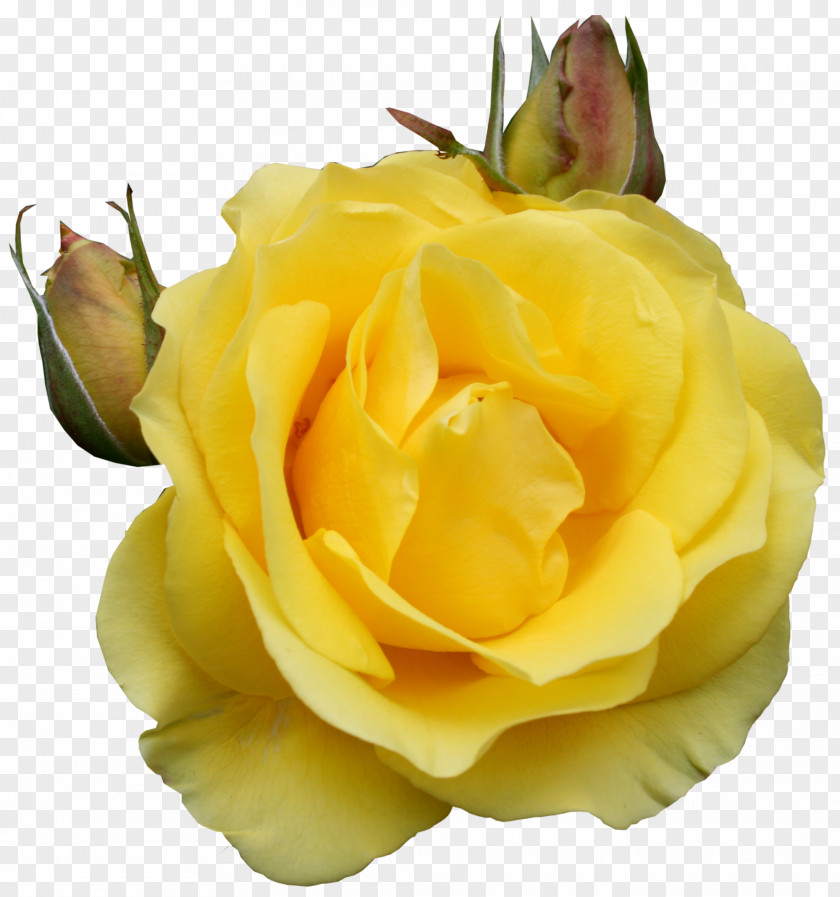 Yellow Rose Clipart Clip Art PNG