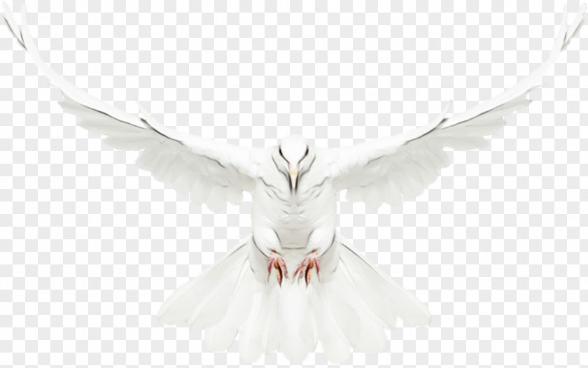 Angel Wing Cartoon PNG