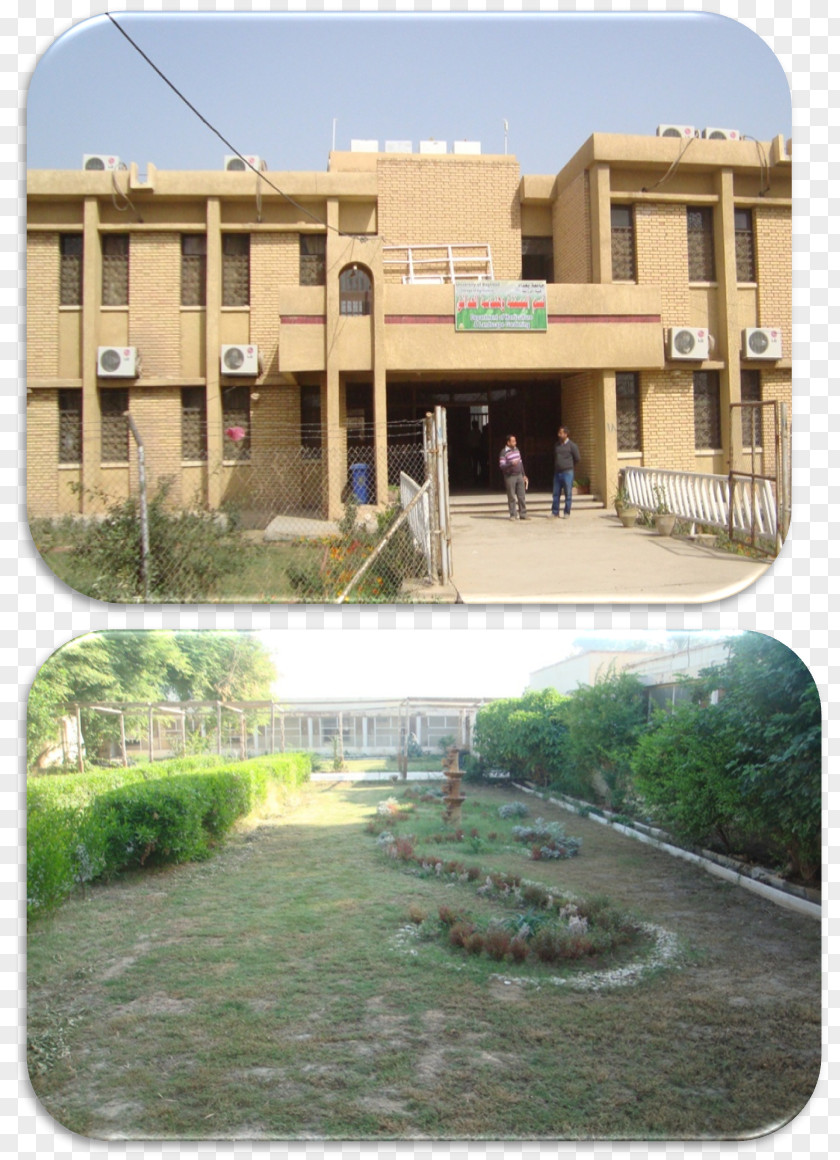 Coagri University Of Baghdad قسم البستنة وهندسة الحدائق Agriculture Horticulture مركز إباء للأبحاث الزراعية PNG