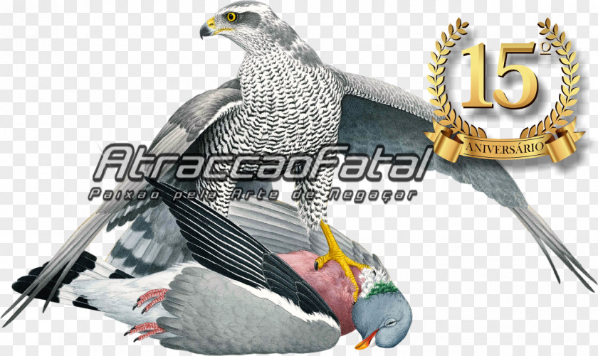 Eagle Beak Falcon Feather PNG