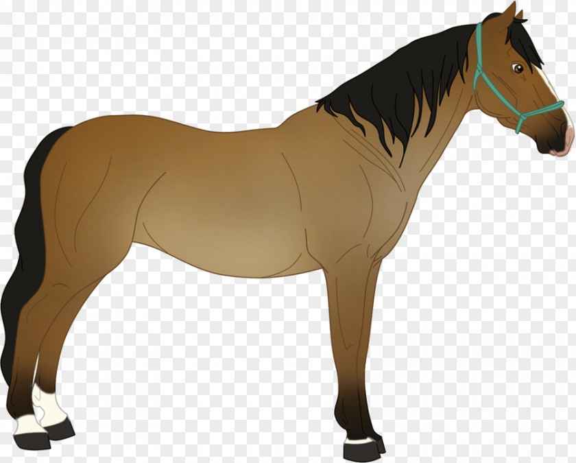 Mustang Mane Stallion Mare Rein PNG