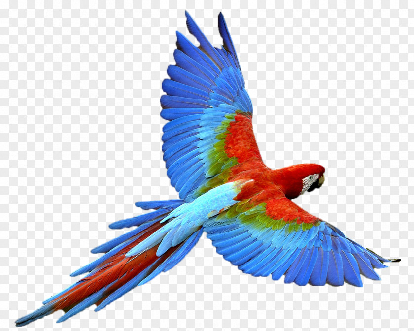 Bird Image True Parrot Clip Art PNG