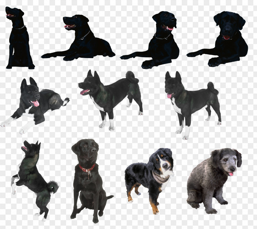 Dog Picture Material Schipperke German Shepherd Sporting Group Breed Clip Art PNG