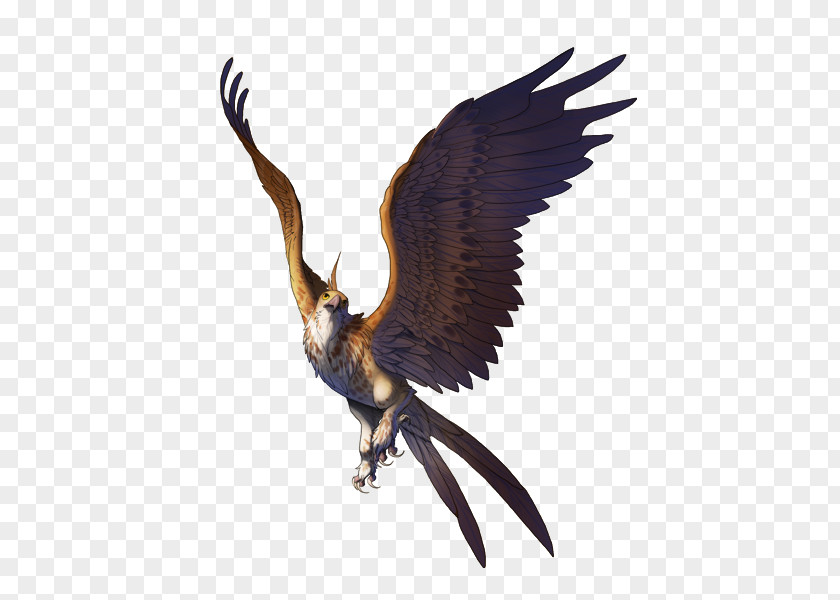 Eagle Bird Of Prey Falcon Bald PNG