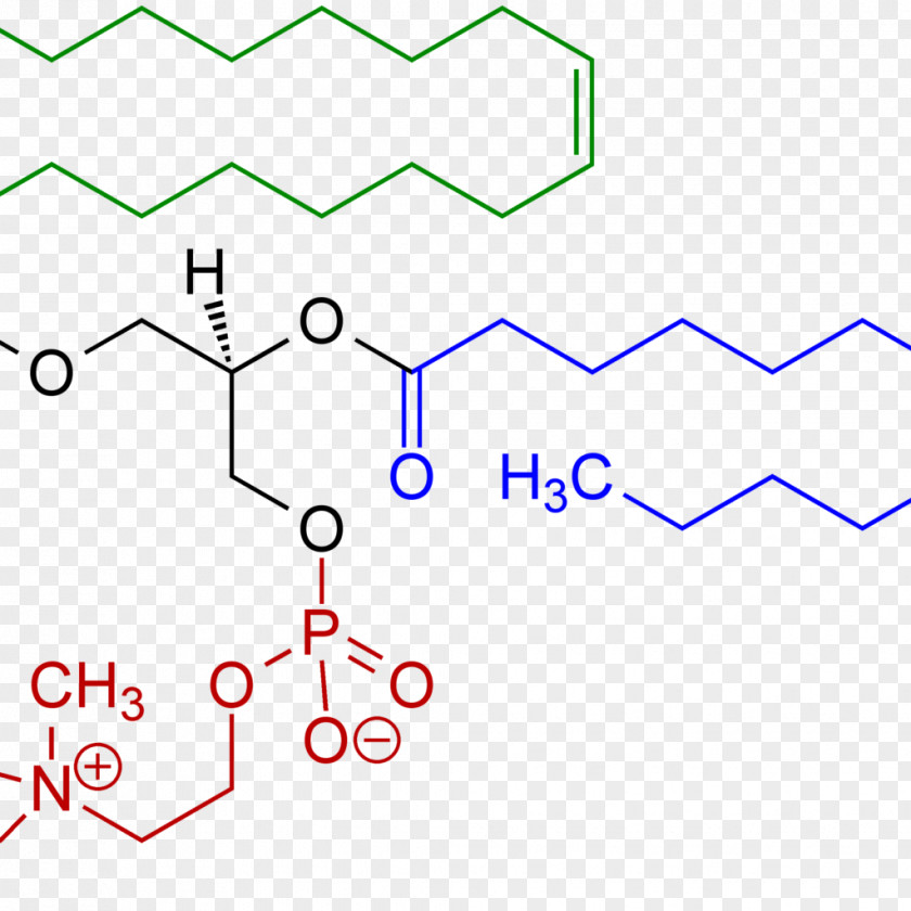 Lecithin Phosphatidylcholine Enzyme Food Vitamin PNG