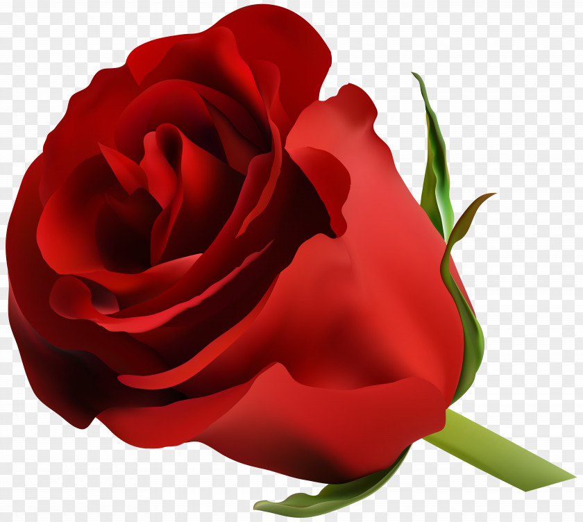 Red Rose Clip Art Image Blue Flower PNG