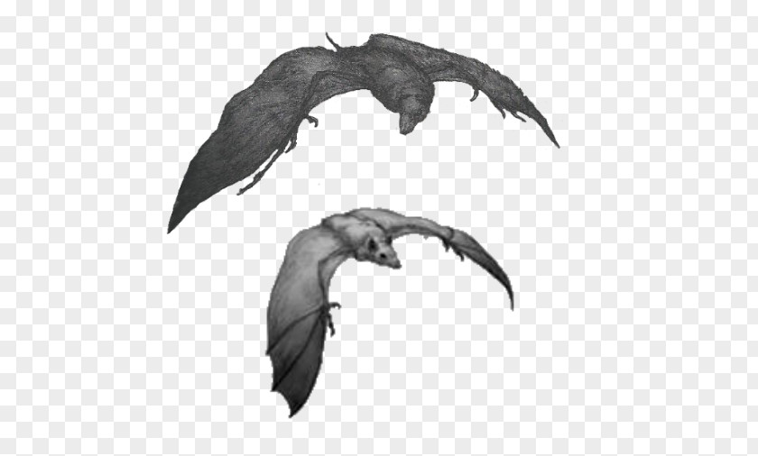 Bat Silverwing Wikia Carnivore PNG