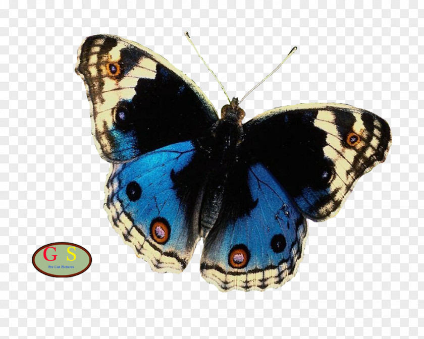 Butterfly Monarch 