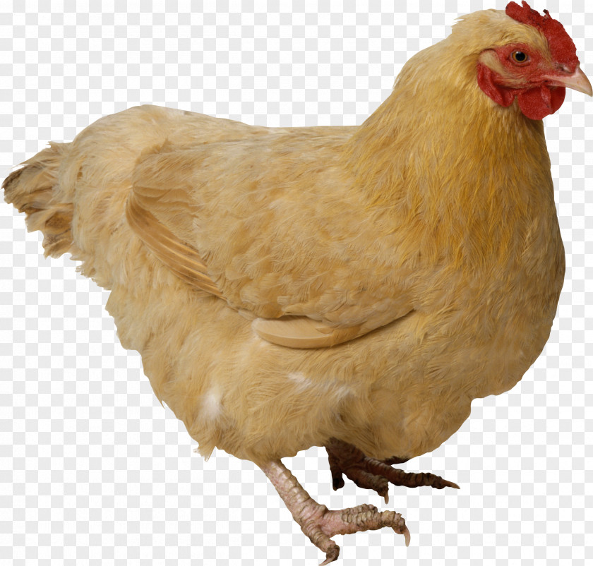 Chicken Image Fried PNG