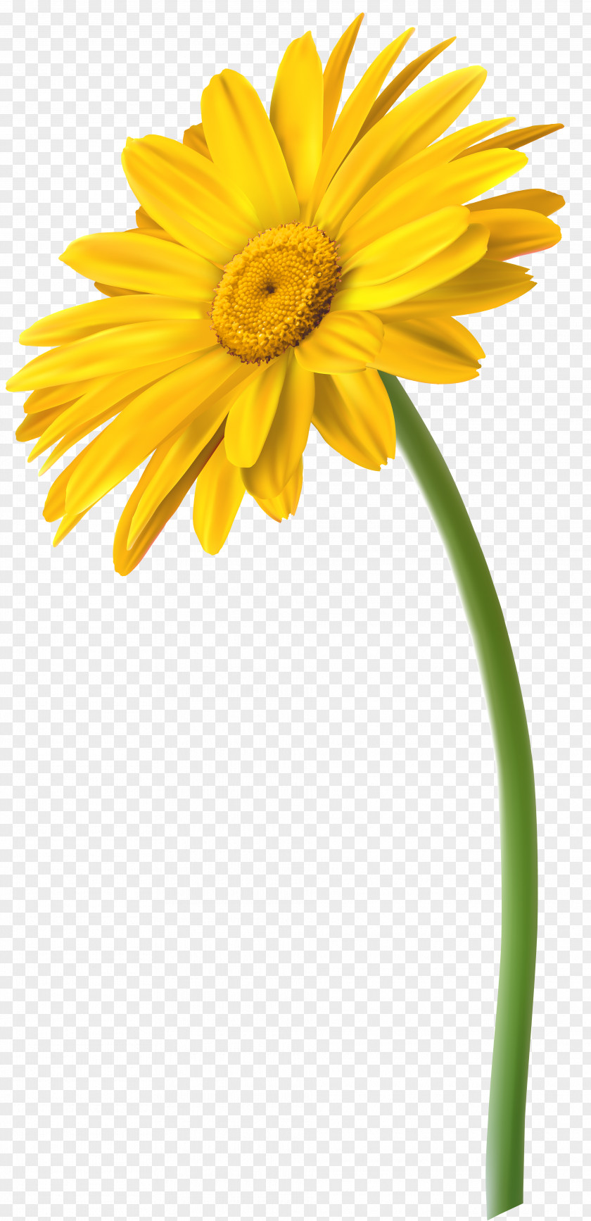 Gerbera Cut Flowers Yellow Transvaal Daisy Clip Art PNG