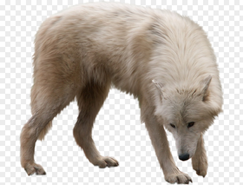 Howl Gray Wolf Clip Art Information Image PNG