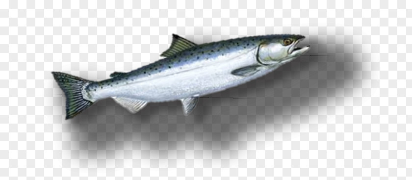 Coho Salmon Sardine Fish Products Oily Anchovy PNG