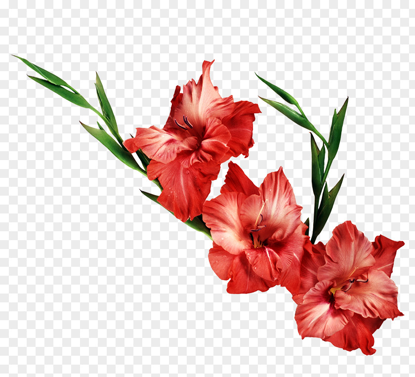 Gladiolus Flower Desktop Wallpaper Clip Art PNG