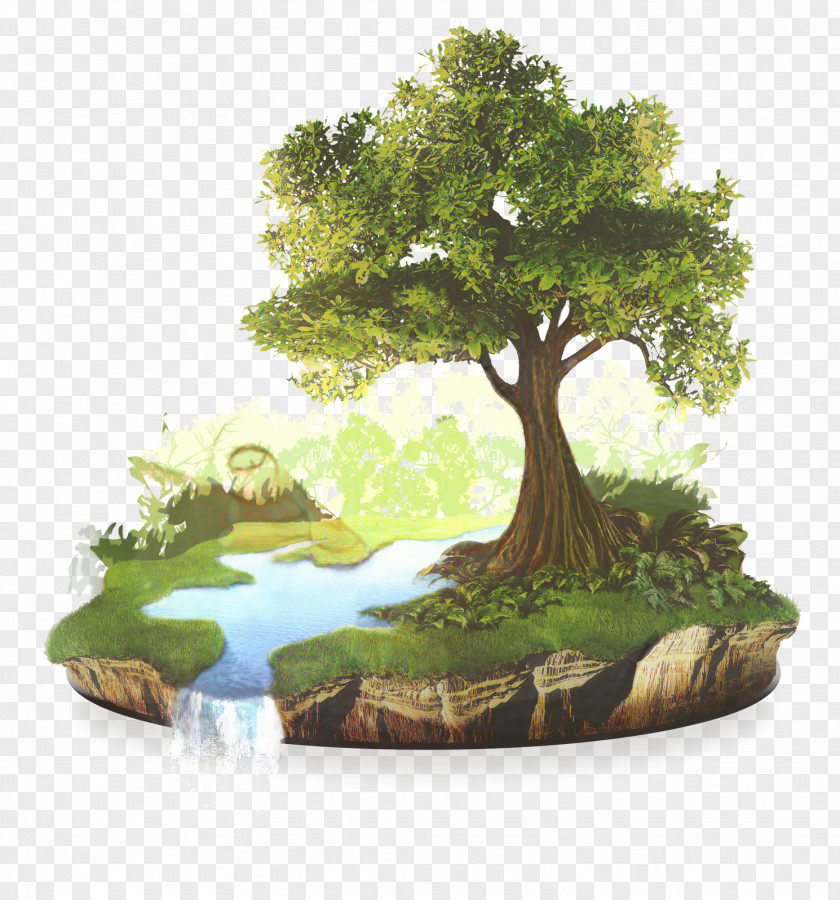 Plane Moss Tree Of Life PNG