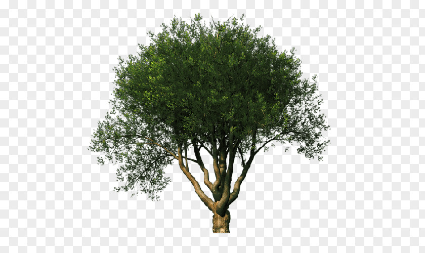 Plant Sketch Tree Clip Art Branch Shrub PNG