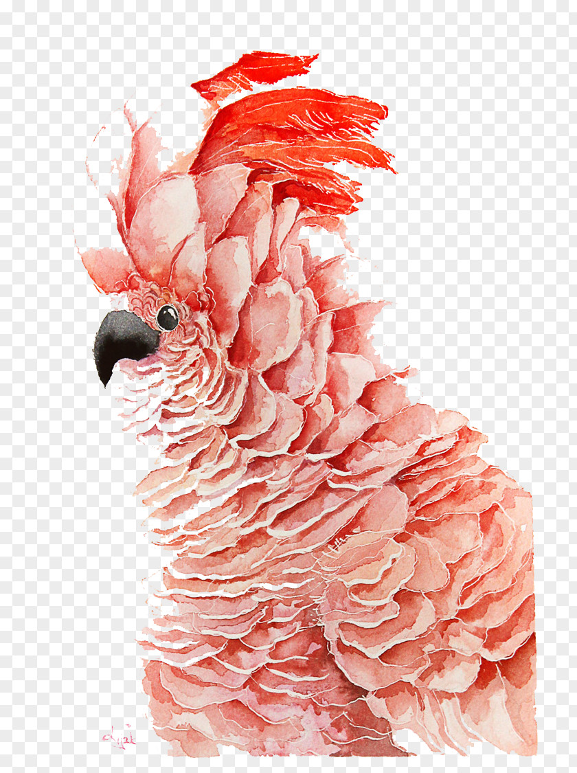 Red Parrot Bird Watercolor Painting Drawing PNG