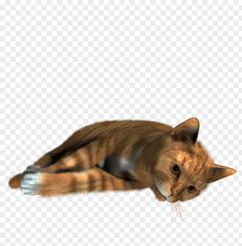Cat Image Clip Art PNG