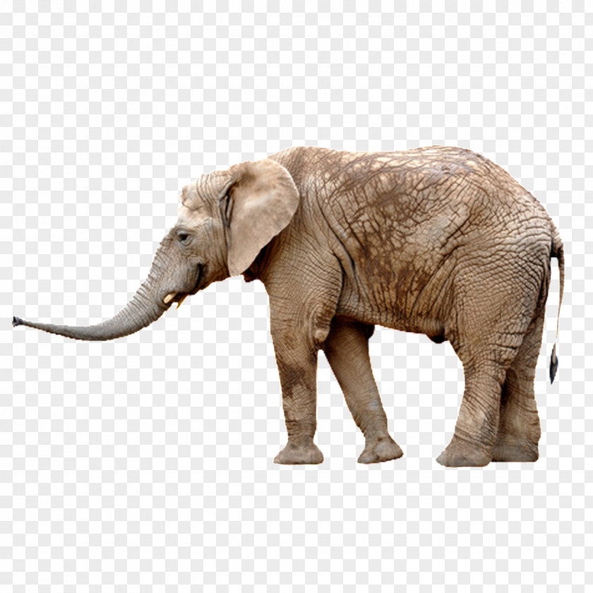 Simple Elephant African Asian Stock Photography Stock.xchng PNG