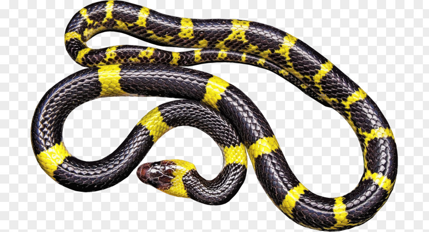Snake Black Rat Vipers Reptile PNG
