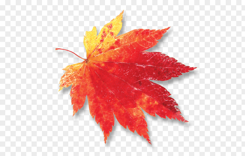 Uid Maple Leaf Canada PNG