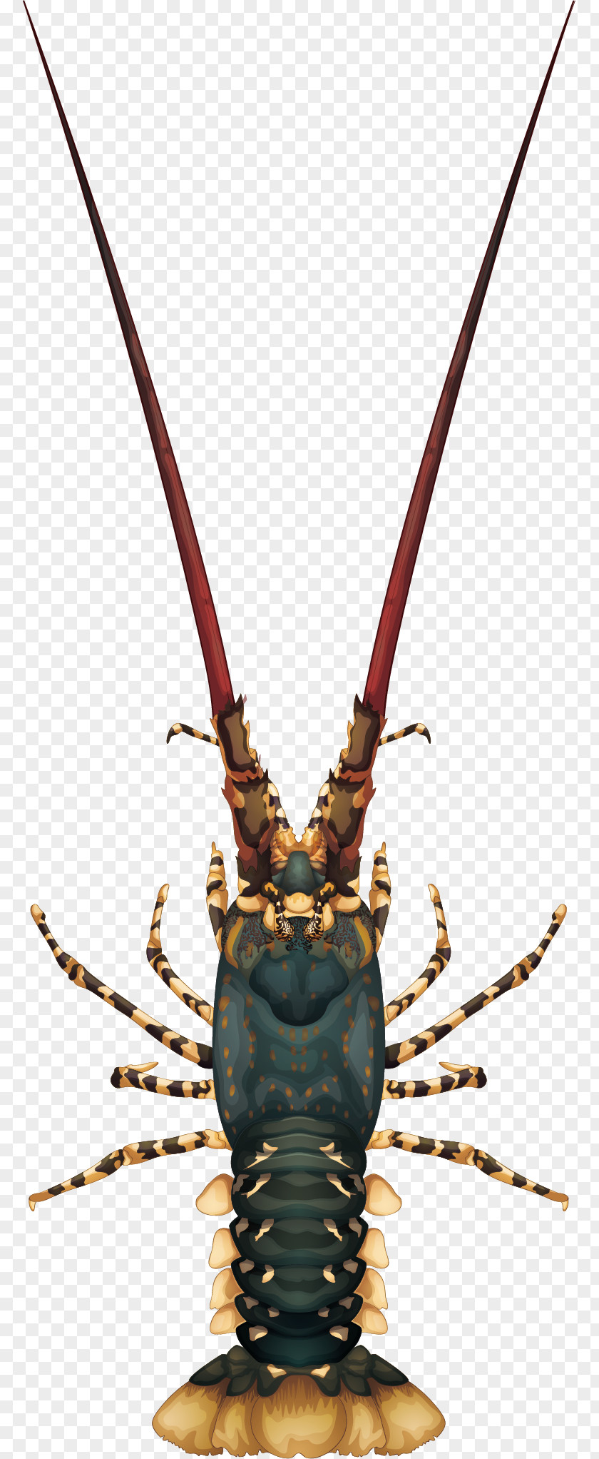 Vector Painted Large Lobster Panulirus Argus Cygnus Illustration PNG