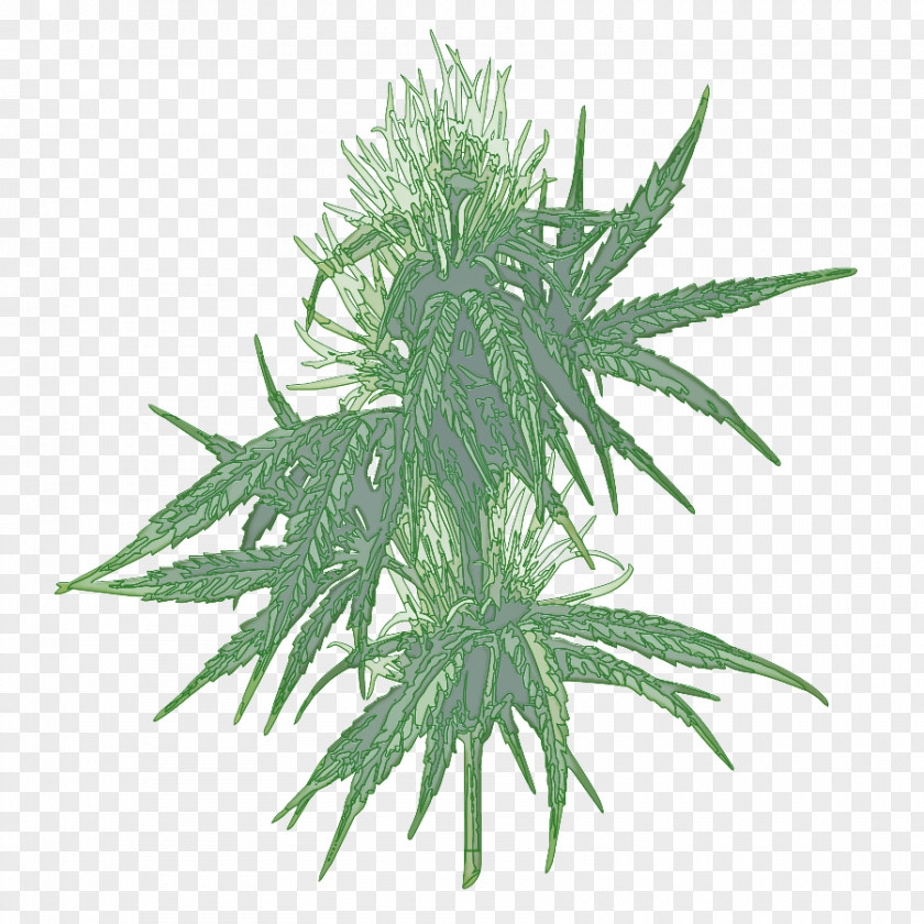 Weed Vascular Plant Cannabis Leaf Background PNG