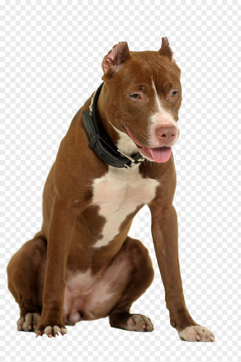 Bulldog American Pit Bull Terrier Dog Breed Staffordshire PNG