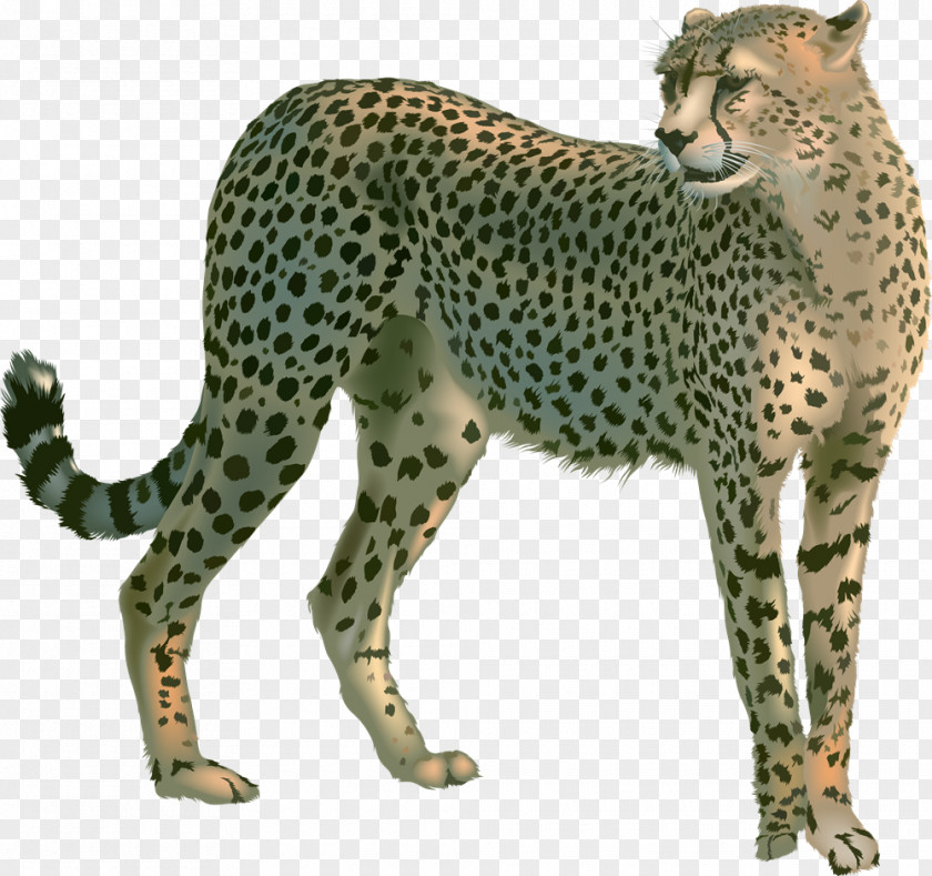 Cheetah Felidae Clip Art PNG