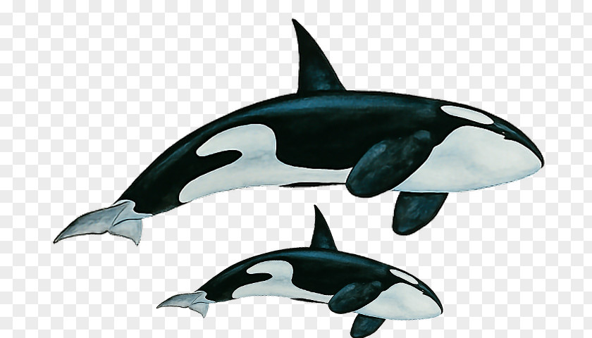 Dolphin Killer Whale Rough-toothed White-beaked Short-beaked Common Whales PNG