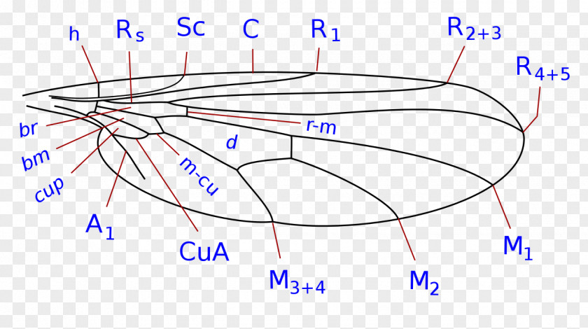 Insect Wing Microphorinae Parathalassiinae Subfamily PNG