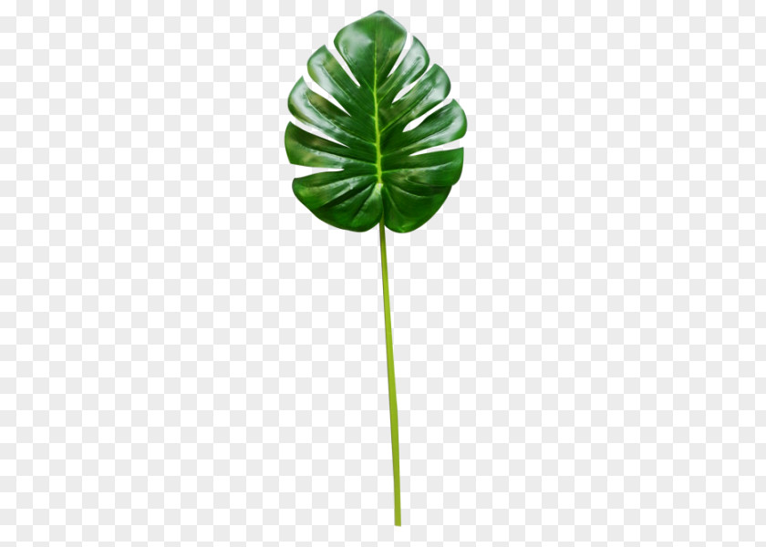 Monstera Leaf Plant Stem Tree PNG