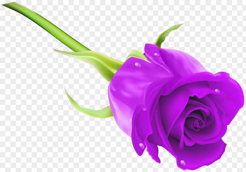 Purple Rose Clip Art Image PNG